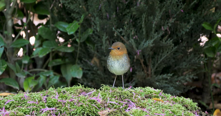 Japanese robin (Larvivora akahige), female bird standing on green moss in a park