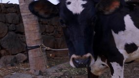 This video is about Small black and white cow closeup shot