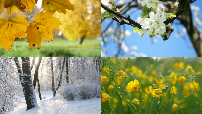 Seasons - collage with the image of nature at different times of the year. A beautiful collage - autumn, winter, spring, summer - four seasons. Royalty-Free Stock Footage #1102745195