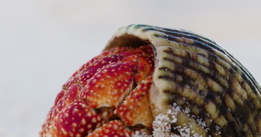 Ultra close-up. Red hermit crab coming out its shell. Eyes appear slowly 