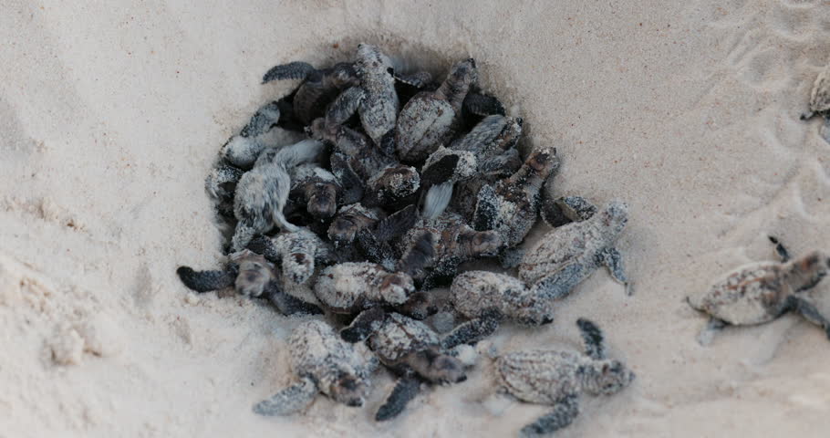 Close-up.Critically endangered large group of cute baby Hawksbill turtle hatchlings crawling out their nest