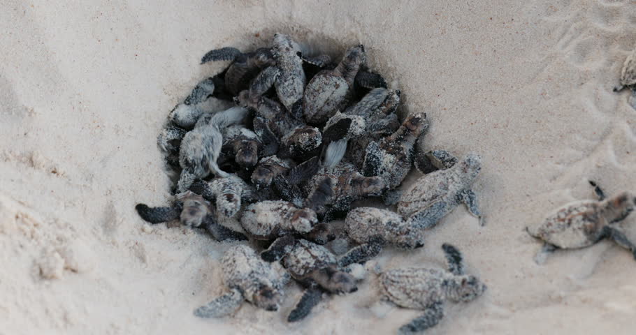 Close-up.Critically endangered large group of cute baby Hawksbill turtle hatchlings crawling out their nest Royalty-Free Stock Footage #1102746637
