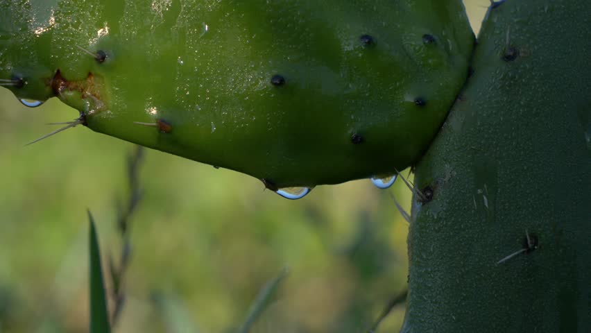Close up macro captures drenched cactus with water drippings. Filmed during sunset or sunrise.