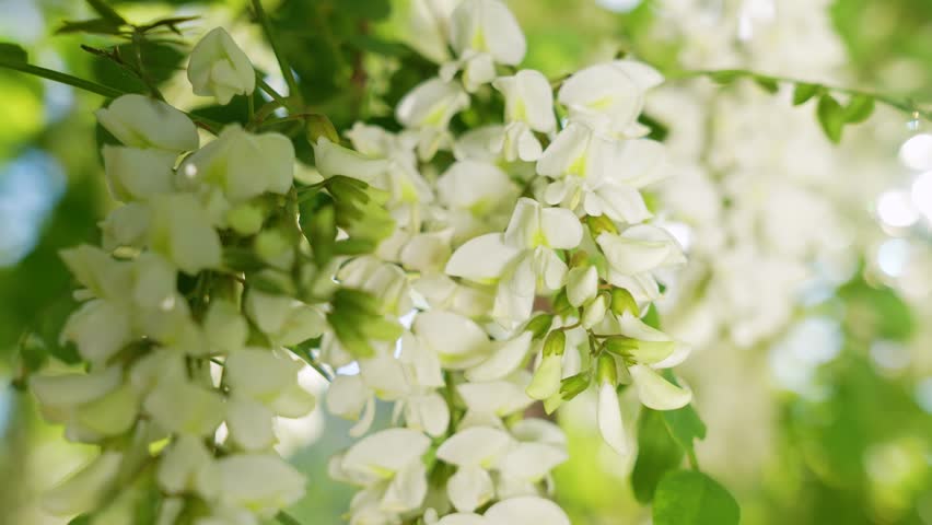 Closeup view 4k stock video footage of beautiful fresh sunny white flowers growing on branches of trees. Acacia blooming oudoors in June. Natural abstract floral video background