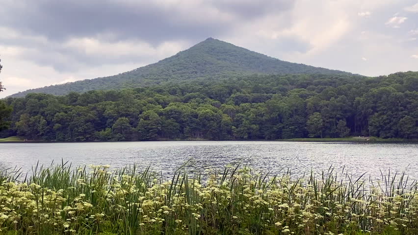 Peaks of Otter along the Blue Ridge Parkway. Wildflowers along Abbott Lake with Sharp Top Mountain peak in the background. Daucus carota, or wild carrot, bird