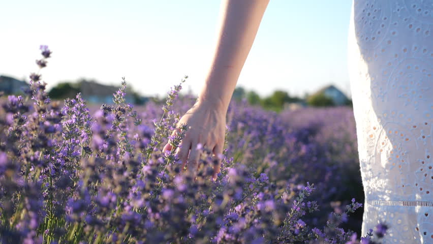 Female hand tenderly touching tops of purple flowers. Woman moving her arm above blooming lavender. Girl walking through floral meadow. Nature background. Summer or relaxation concept. Slow motion Royalty-Free Stock Footage #1102751181