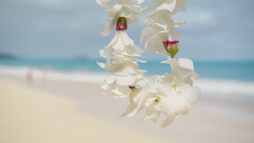 Hawaii travel cinematic background shot on RED camera. Hawaiian Welcome symbol first point view of traditional flower Lei with white orchids necklaces wearing as welcoming gesture for tourists visitor Royalty-Free Stock Footage #1102760001