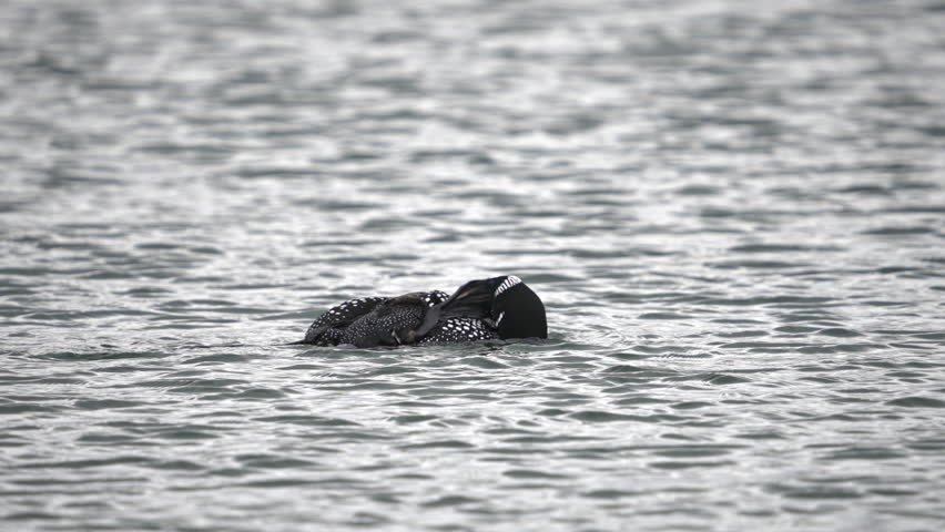 Single Loon scratching its head on a pond in Utah during migration.