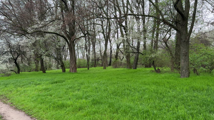 Path through the meadow overgrown with fresh green grass in spring. Fruit trees are in blossom while other trees are bare.