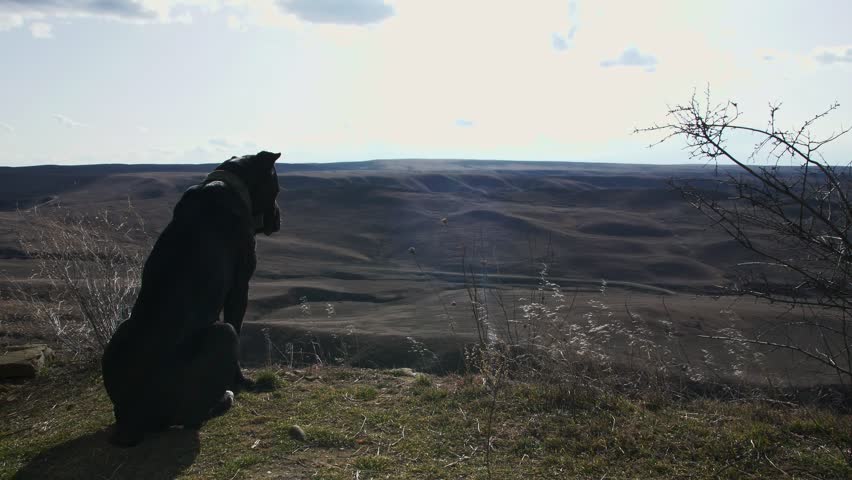 Black Dog Overlooking Valley on Sunny Day