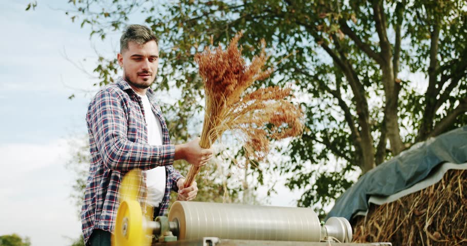 Young farmer work on field agriculture. Concept of agribusiness. Business agriculture harvesting concept. quality control green sorghum farm. Cleaning sorghum and agriculture harvesting.