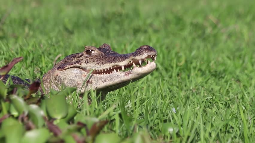 Young crocodile opening its mouth to thermoregulate and eliminate body heat. Wildlife behavior