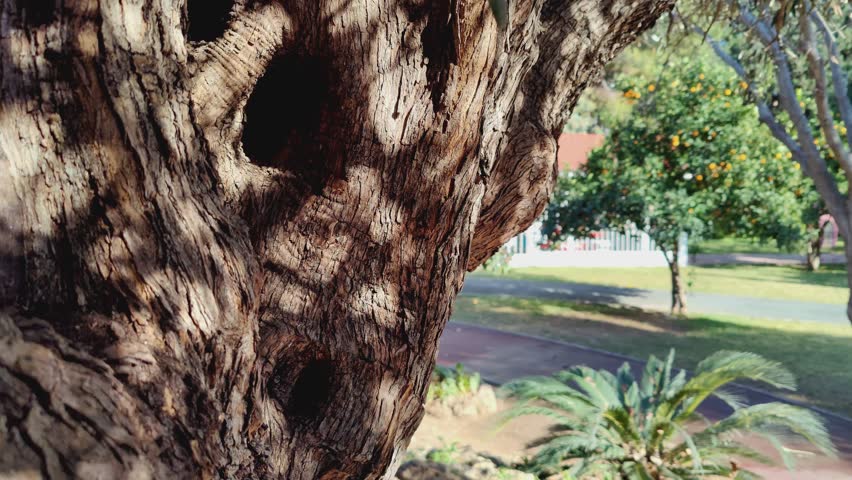hand of girl in white shirt touches textured old tree in summer in sunny weather. Reconnecting with nature and touching large oak tree. woman smoothly runs her hand along age-old tree. Eco friendly.