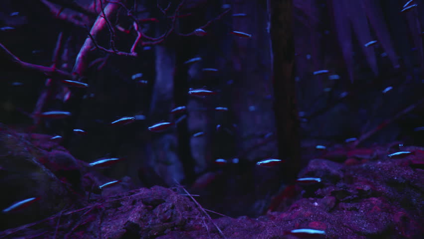 Wide shot of glowing neon tetra fish in creepy landscape underwater scene.