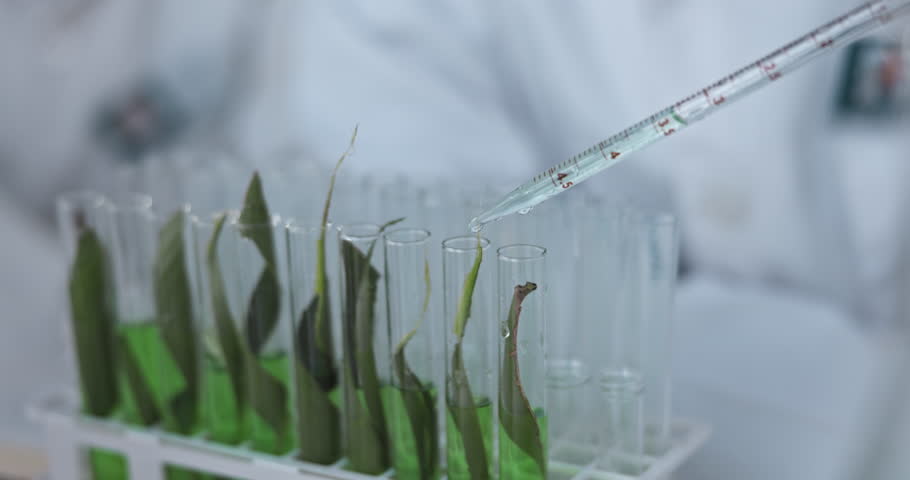Scientist, pipette and test tube for plant research, ecology investigation and study of leaf growth in laboratory. Closeup, natural science and innovation with dropper, leaves and sustainable biology | Shutterstock HD Video #1102775725