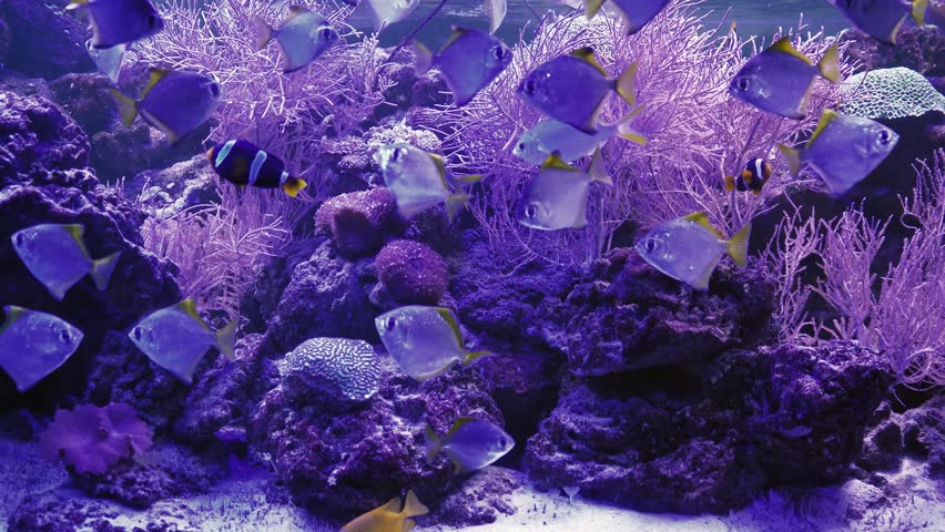 Marine life in the Coral Garden. Underwater tropical colorful seascape with soft and hard corals. Underwater fish reef marine. Tropical colorful underwater seascape. Coral reef scene. Seascape of a | Shutterstock HD Video #1102775863