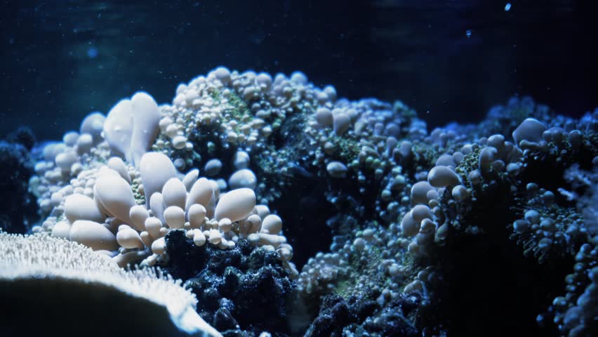 Marine life in the Coral Garden. Underwater tropical colorful seascape with soft and hard corals. Underwater fish reef marine. Tropical colorful underwater seascape. Coral reef scene. Seascape of a | Shutterstock HD Video #1102775889