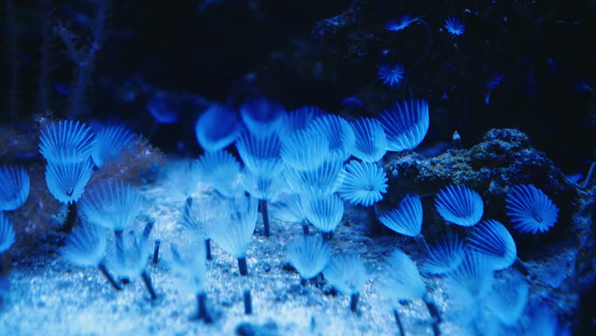 Underwater life in the Coral Garden. Underwater sea fish. Marine reef tropical fish. Colorful underwater seascape. Coral reef scene. Seascape of a coral garden. Colorful tropical coral reefs. | Shutterstock HD Video #1102775925