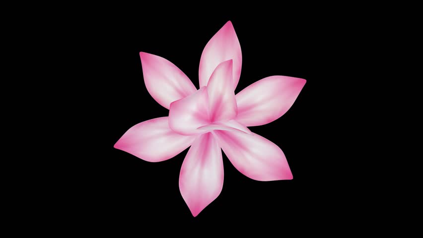 Blooming Magnolia Flower 3D animation, spring blossom, cut our on black background with alpha matte, top view.