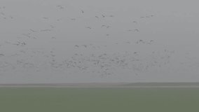 Flock of geese in flying over farm fields. Flight with wild birds, with sound. Beautiful birds during the migration. Wildlife birdwatching. Slow motion video, ProRes, 10 bit, ungraded D-LOG