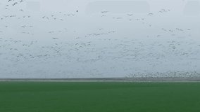 Flock of geese in flying over farm fields. Flight with wild birds, with sound. Beautiful birds during the migration. Wildlife birdwatching. Slow motion 200 fps video, ProRes 10 bit