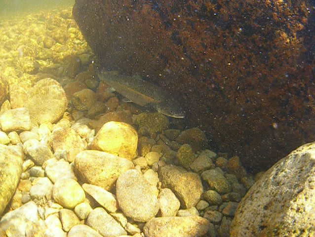 Salmon under water on a river