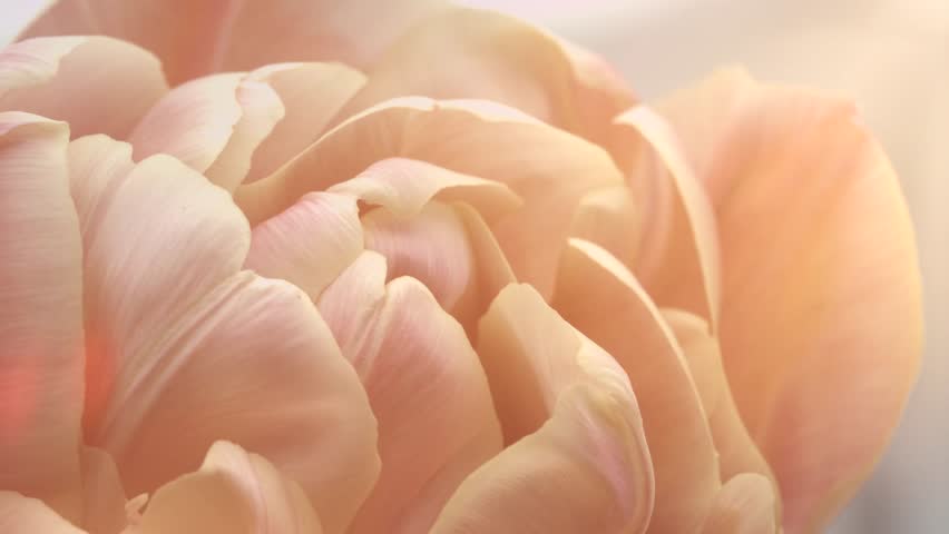 Flower opening close up, soft petals of beautiful tulip time lapse, nature background. Tulip bouquet, spring flower macro shot, blooming pastel pink tulip Easter backdrop, romantic, tenderness concept Royalty-Free Stock Footage #1102783511