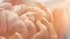 Flower opening close up, soft petals of beautiful tulip time lapse, nature background. Tulip bouquet, spring flower macro shot, blooming pastel pink tulip Easter backdrop, romantic, tenderness concept - Powered by Shutterstock - Get 15% off with code: PIKWIZARD15