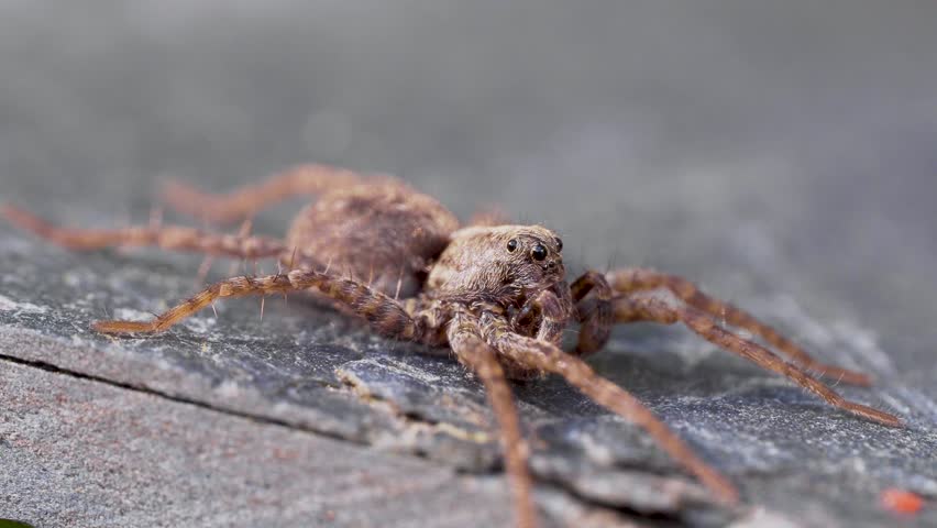 Small Wolf Spider. Pardosa sp. 
