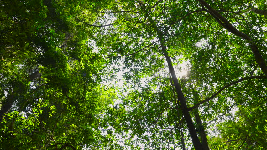 4k Cinematic scene nature tree buttom view camera walking movement Beautiful tree in nature 