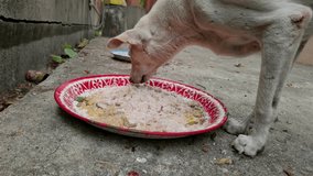 Video footage, white dog eating rice and facing me, dog at a temple in Thailand