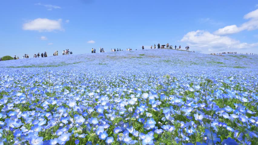 blue nemophila flower field in Hitachi seaside park, tourism in Japan, beautiful blooming blue flower field in summer with blue sky Royalty-Free Stock Footage #1102799749