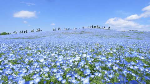 blue nemophila flower field in Hitachi seaside park, tourism in Japan, beautiful blooming blue flower field in summer with blue sky: stockvideo