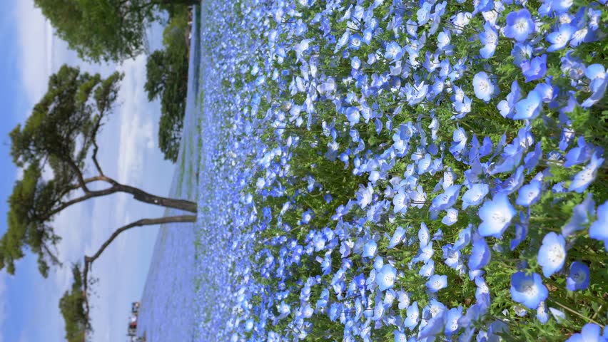 vertical shot of blue nemophila flower field in Hitachi seaside park, tourism in Japan, beautiful blooming blue flower field in summer with blue sky. High quality 4k footage Royalty-Free Stock Footage #1102799751