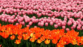 Video of landscape of vast tulip field