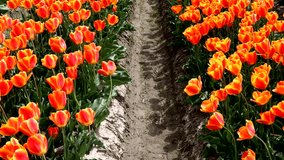 Landscape of orange tulip field