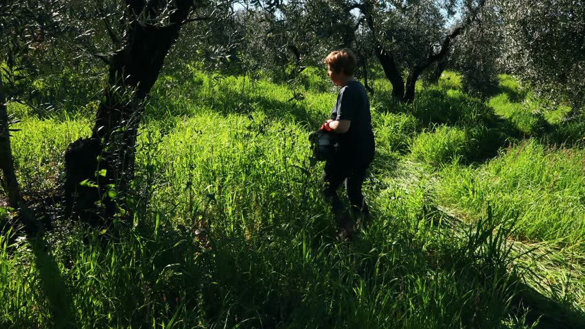 Farmer working olive trees field spreading manure organic fertilizer bucket agriculture sustainability countryside nature green grass spring season rural job labor authentic lifestyle Italy bio harvest cultivation agronomy