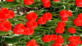 Red tulips swaying in the wind