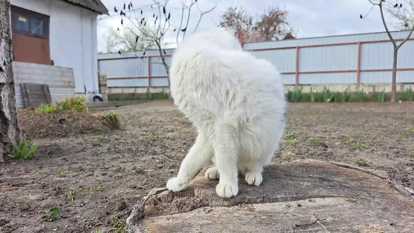 white cat with red spots sits on the ground and washes