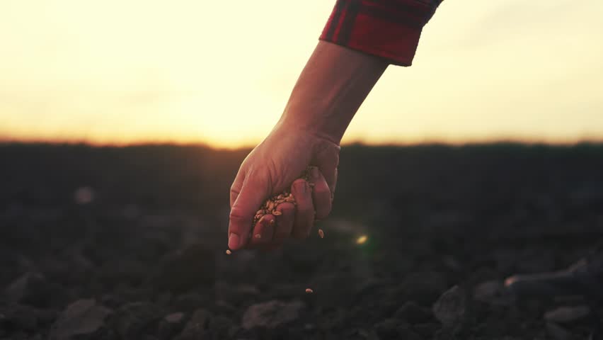 farmer hand planting grain in soil. agriculture business concept. farmer hand close-up planting a wheat barley grain in the soil. farmer hands is planting seeds lifestyle. agriculture farm Royalty-Free Stock Footage #1102803011