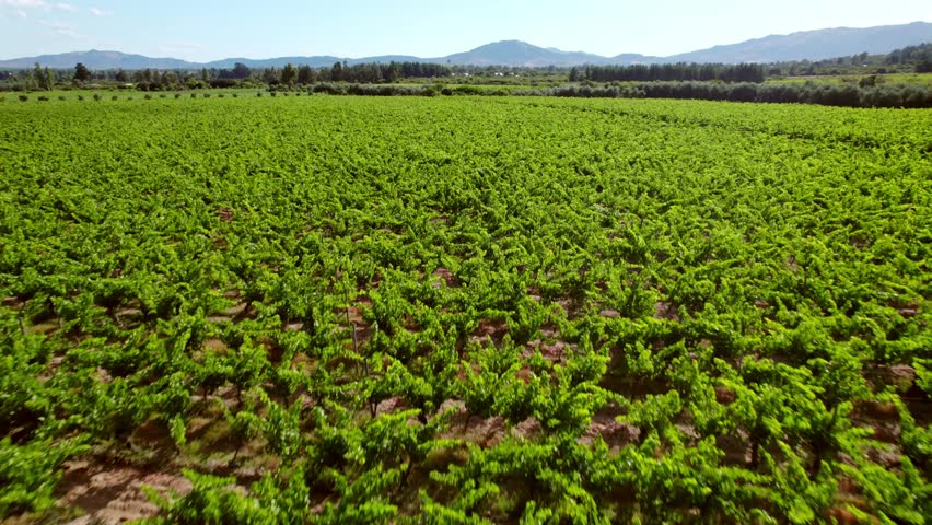 Panoramic flyover of vines in trellis formation, with long, unkempt branches illuminated by beautiful sunlight, Maule Valley, Chile. | Shutterstock HD Video #1102804011
