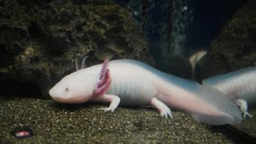 Axolotl, Mexican walking fish, salamander, tiger salamander. A pink albino axolotl in an aquarium, local pet store or pet store. Triton of white color at the bottom of the lake.