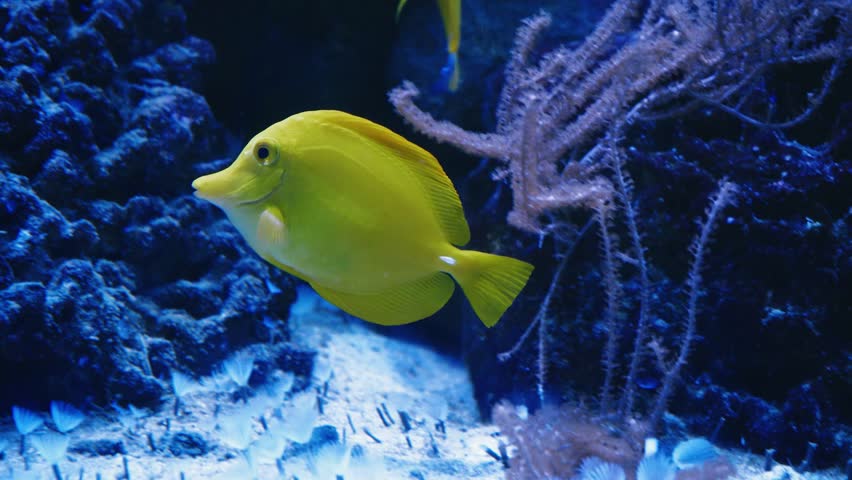 Beautiful exotic yellow fish on the background of corals underwater in the Maldivian sea. Scuba diving in a world of colorful and beautiful reef wildlife. Sea and ocean fish under water. Royalty-Free Stock Footage #1102808411