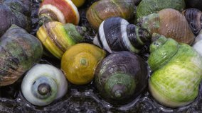 Colorful Sea snails on the move, Iceland