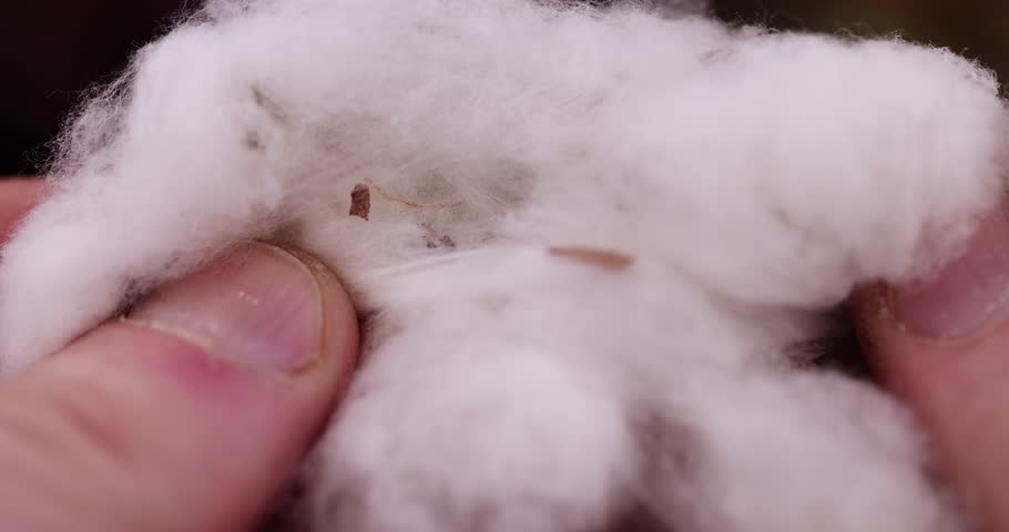 old dirty cotton flower with crumbs of dried roses and flowers, white authentic cotton close-up with other dry flowers