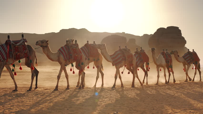 Group of camels, seats ready for tourists, walking in AlUla desert on a sunny day afternoon, young woman riding last animal, sandstone rocks formation background Royalty-Free Stock Footage #1102814483