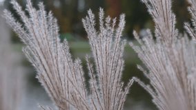 Fluffy branches of pampas grass ripple in the wind in the park. Video 4k.