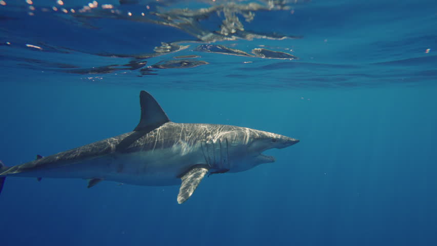 Close-up of great white shark mako swimming underwater in front of camera in a school of fish off the coast of Guadeloupe, Mexico. Carcharodon carcharias, or white shark. Most predator shark in ocean.