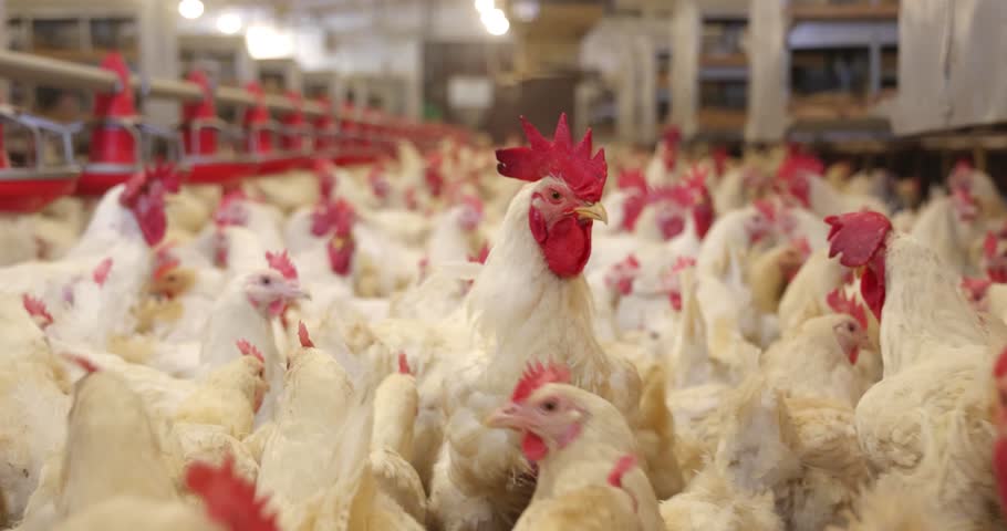 Chicken farm, eggs and poultry production. Gimbal shot, close up low angle view, indoors footage
