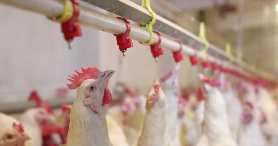 Chicken farm, eggs and poultry production. chickens drink water and eat. Gimbal shot, close up indoors footage, slow motion